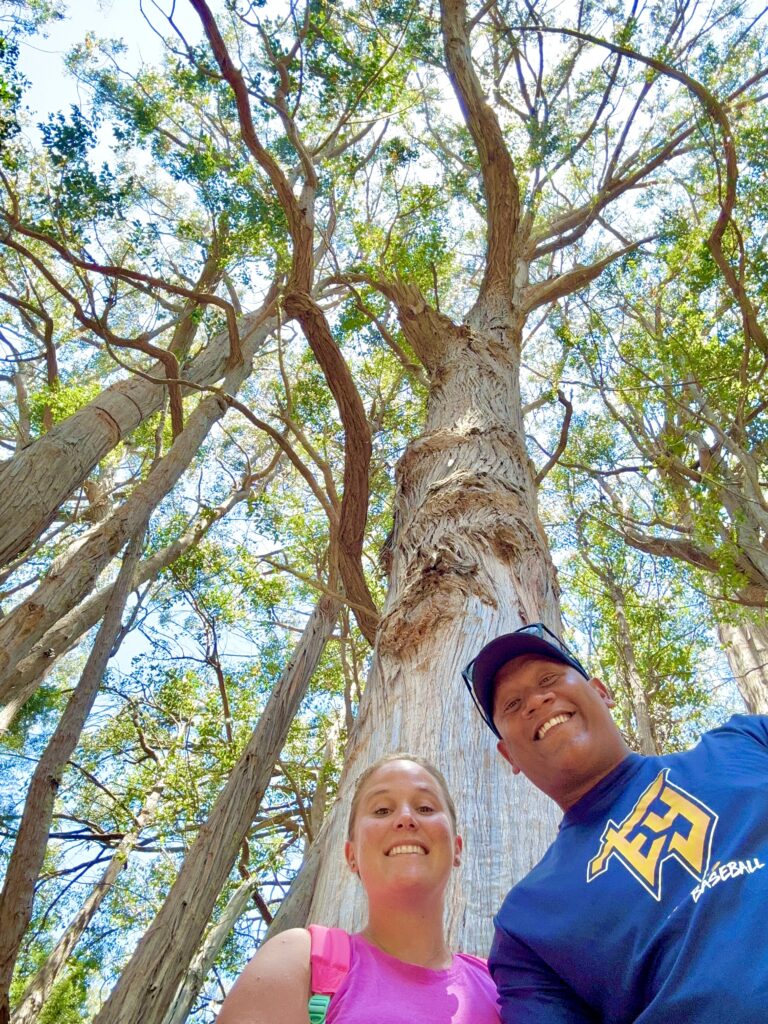 Eucalyptus trees on the Hosmer Grove trail. Maui- A complete 7 day itinerary.