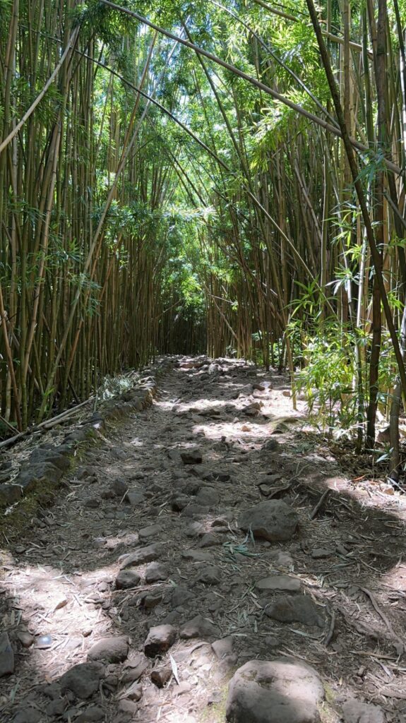 Bamboo forest on the Pipiwai trail. Maui-A complete 7 day itinerary.