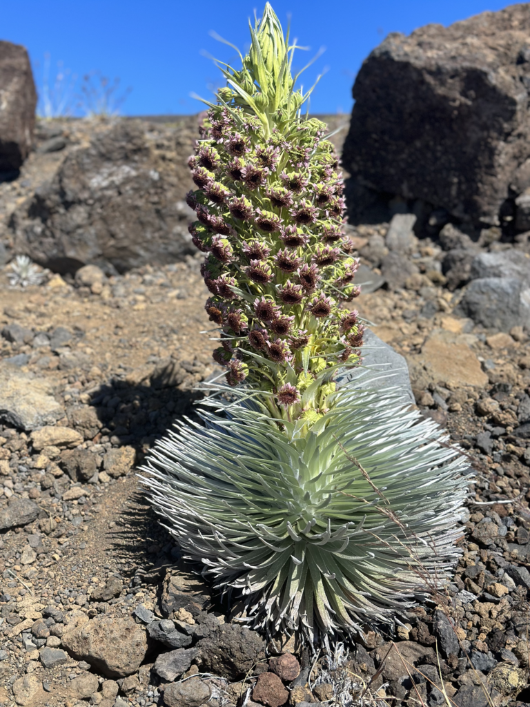 Haleakala Silversword. Maui-A complete 7 day itinerary.